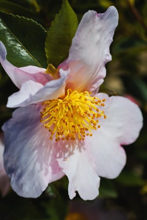 Gentle Pink Camellia